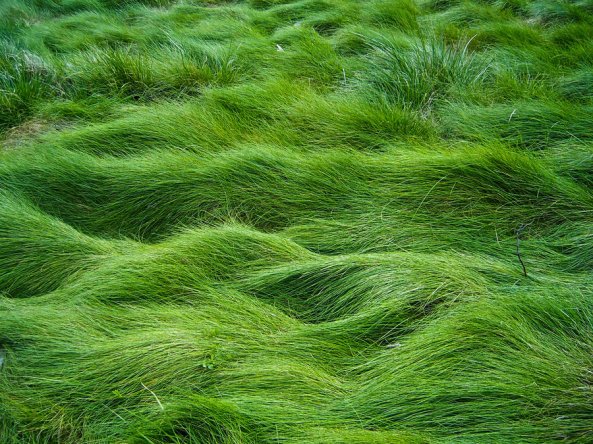 grass_field_by_starna-d1zvilm